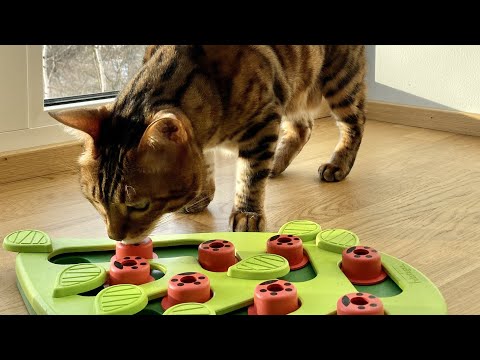 Nina Ottosson Cat Buggin' Out Puzzle Level - educational toy for cats, level