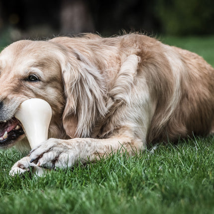 Nylabone Extreme Chicken - tough and strong chew toy for large dogs, flavored with chicken