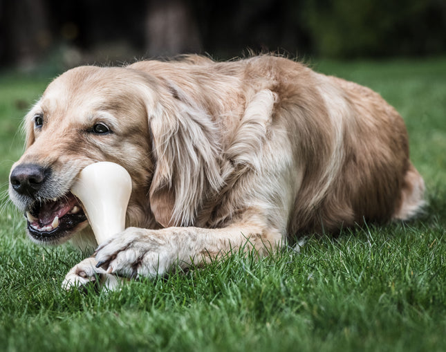 Nylabone Extreme Chicken - tough and strong chew toy for large dogs, flavored with chicken