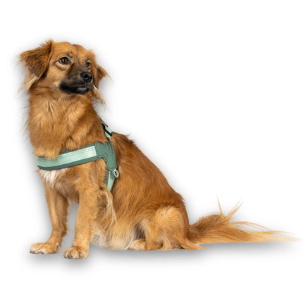 Max&Molly Q - Fit Harness Matrix 2.0 Jade - lightweight step-in harness for dogs, with QR identifier