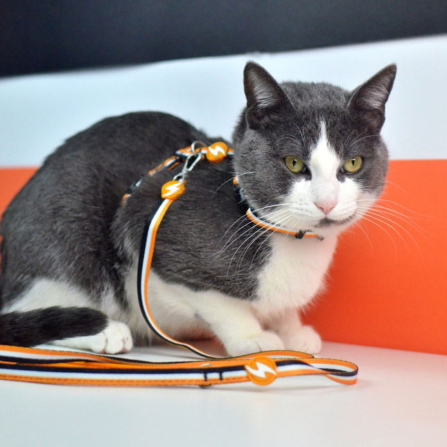 Dashi Stripes Orange & Black Cat Harness + Leash - harness and leash for cats, set, orange and black stripes