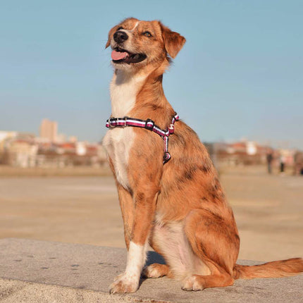 Dashi Stripes Purple & Black Front Harness - no-pull Norwegian harness for dogs, purple and black stripes