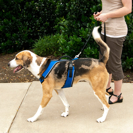 PetSafe Easy Sport Harness - no-pull harness for dogs