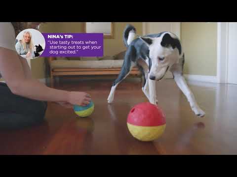 Nina Ottosson Treat Tumble Level (14.6cm) - logical toy for dogs, treat ball, level