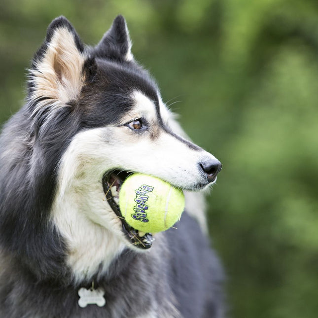 KONG SqueakAir Tennis Ball with Rope (6cm) - tennis ball for dogs with rope, with squeaker