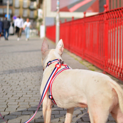 Dashi Stripes Red & Blue Back Harness - adjustable guard harness for dogs, red and blue stripes