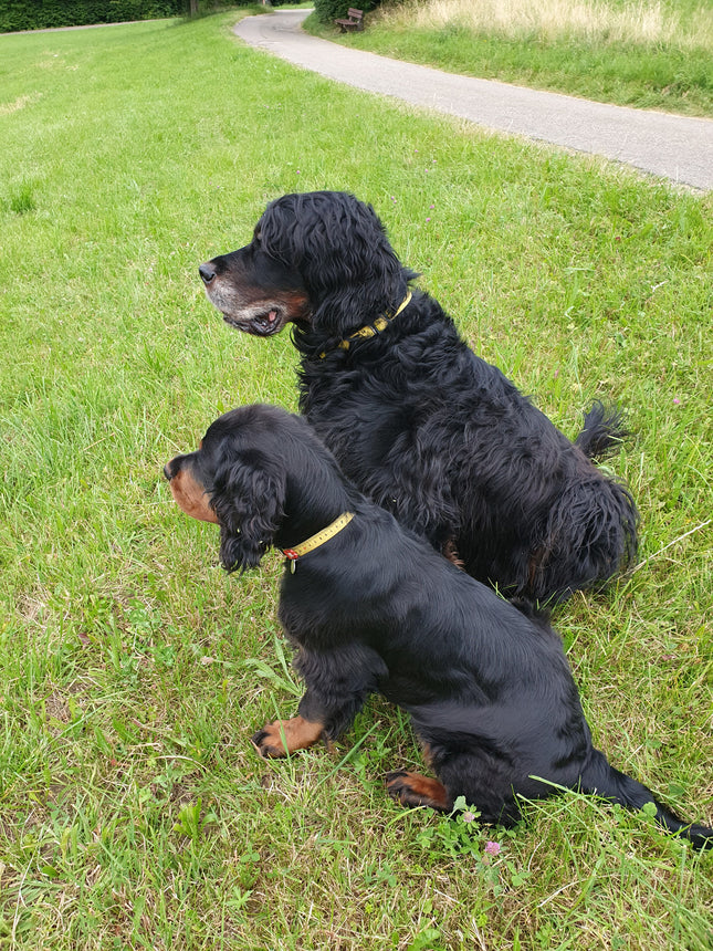 Max & Molly GOTCHA! Smart ID Ruler Collar - collar with smart Tag for dogs