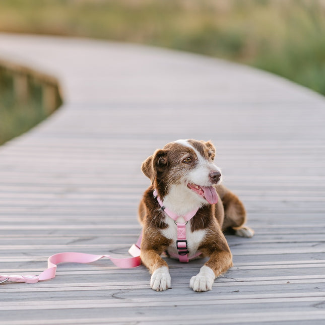 Dashi Solid Back Harness Baby Pink - adjustable guard harness for dogs, light pink