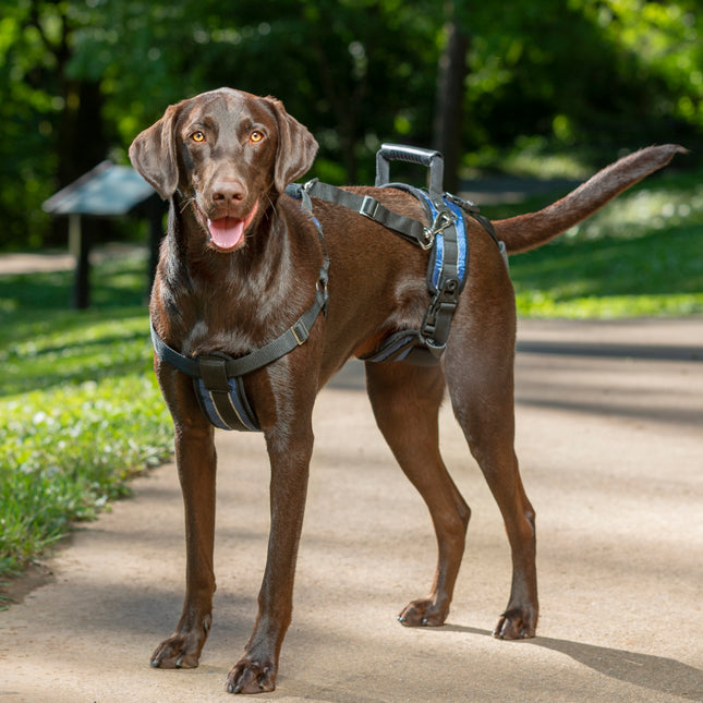 PetSafe CareLift Support Harness - rehabilitation harness for dogs, carrier for large dogs