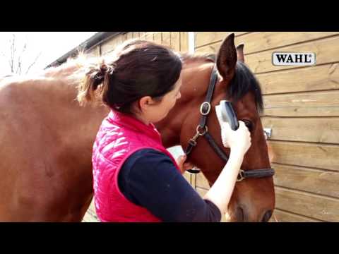 Wahl Face Horse Brush - soft brush for horses, made of hair, for the muzzle and sensitive areas