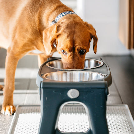 Dexas Adjustable Height Pet Feeder - stainless steel dog bowls on a stand, with height adjustment