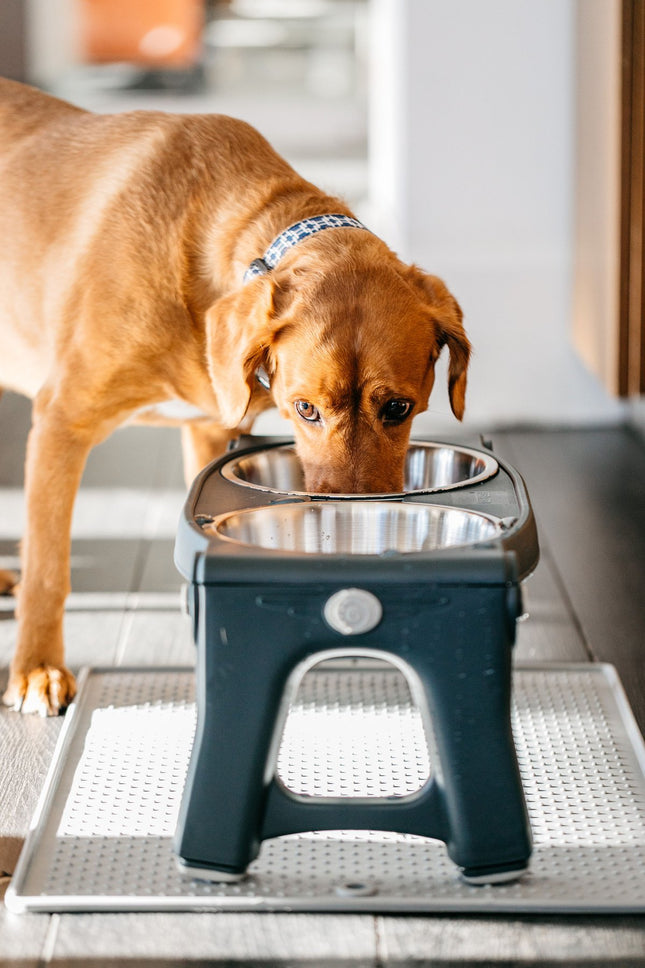 Dexas Adjustable Height Pet Feeder - stainless steel dog bowls on a stand, with height adjustment