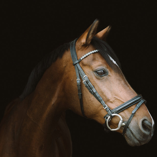 Horse Grooming